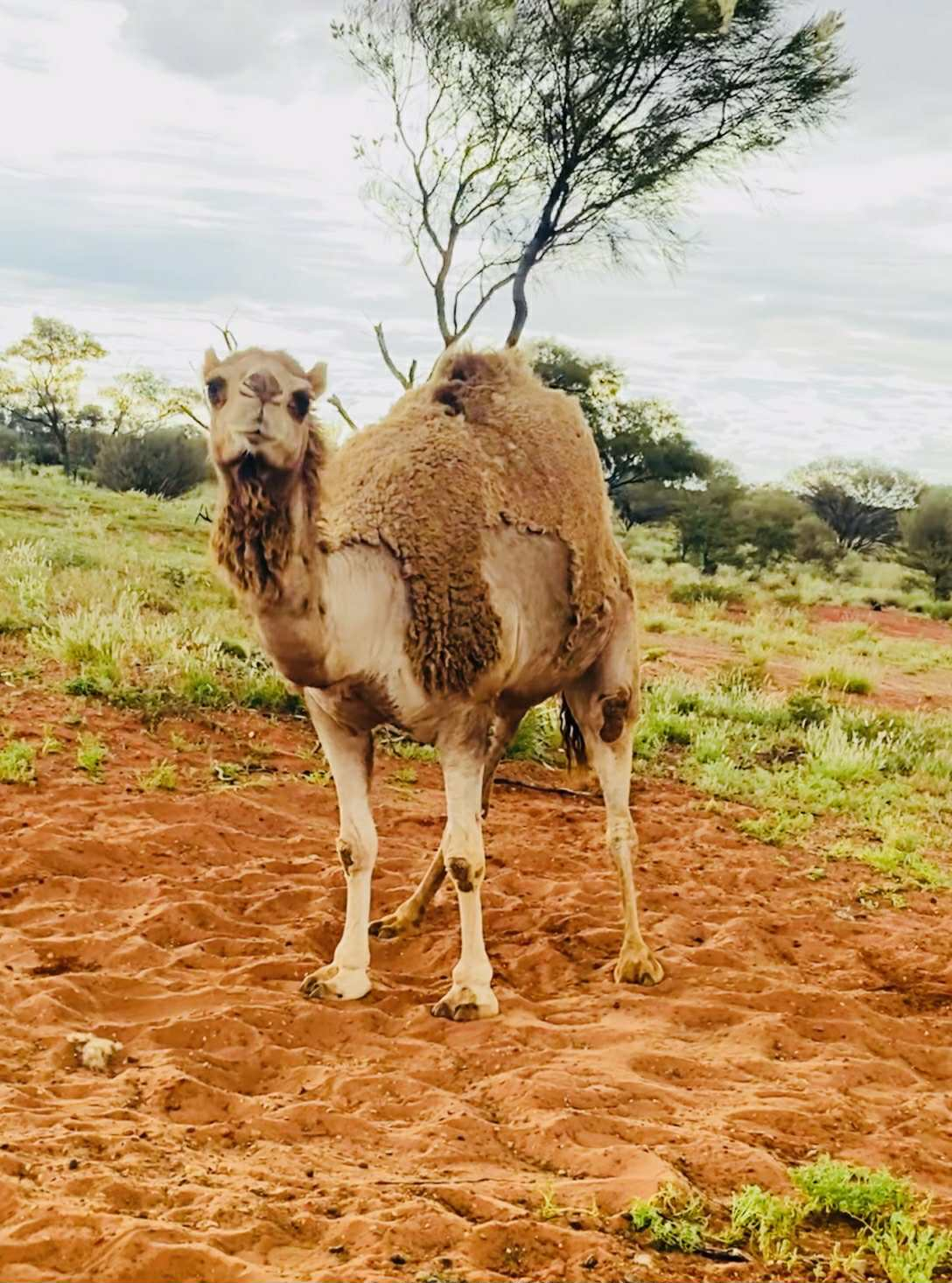 Erldunda Oaks Resort Camel 