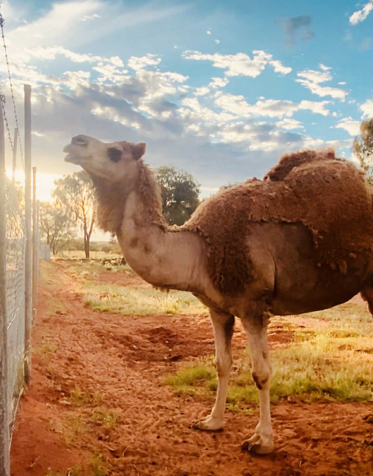 Erldunda Oaks Resort Camel 