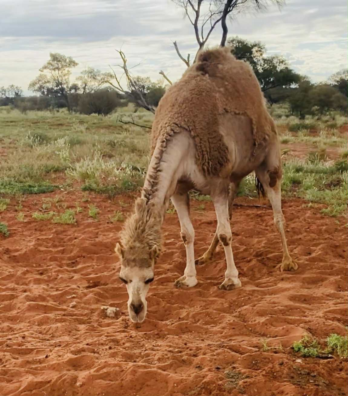 Erldunda Oaks Resort Camel 