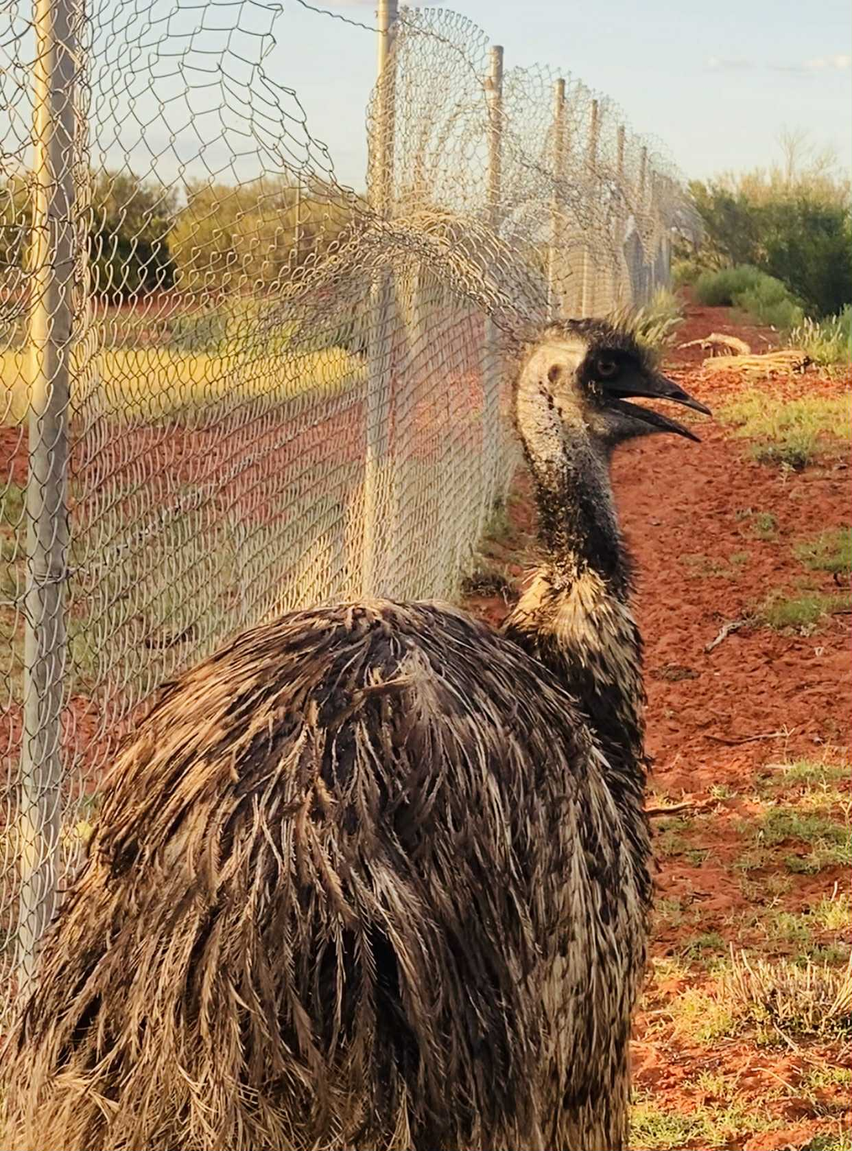 Erldunda Oaks Resort Emus