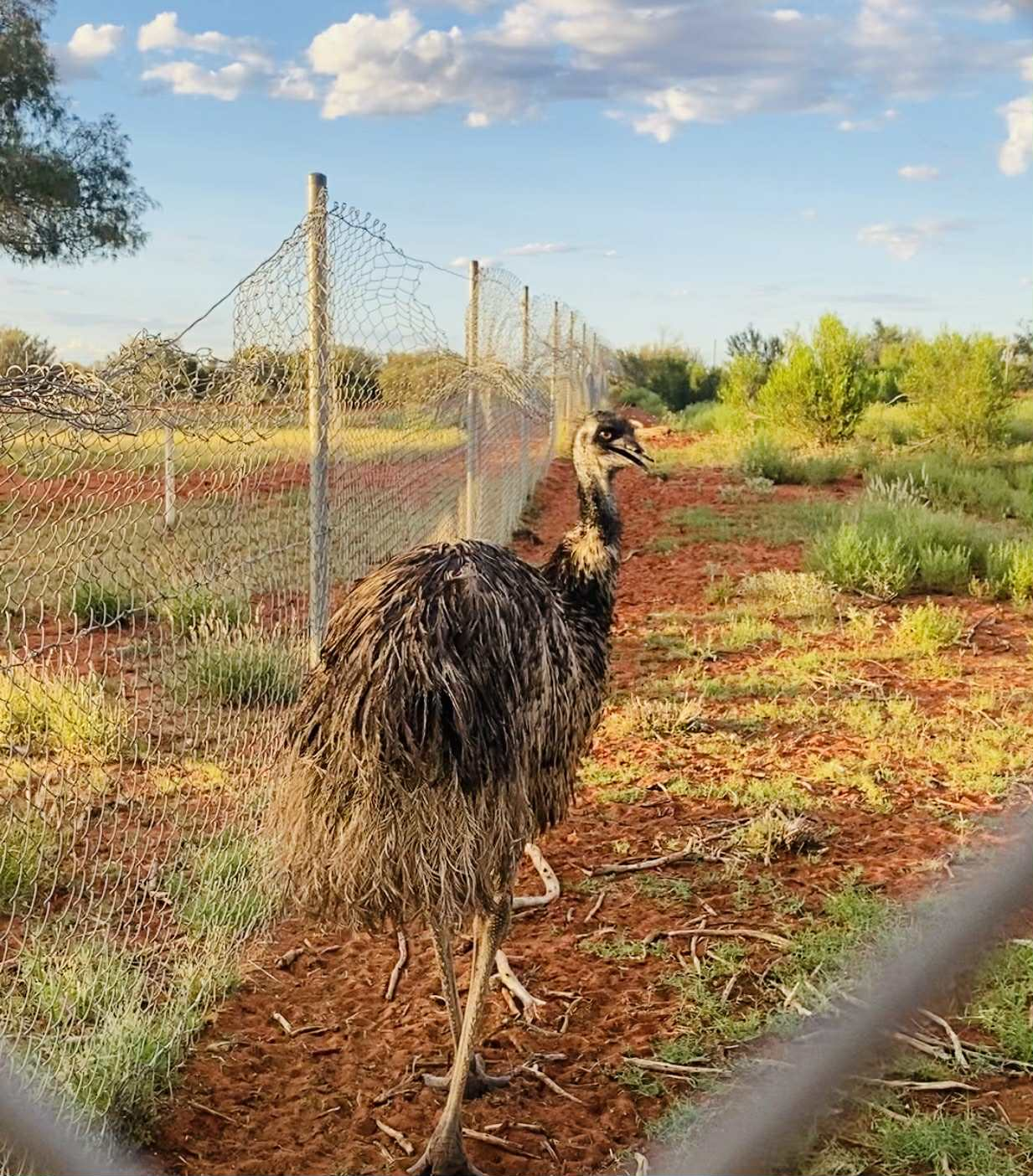 Erldunda Oaks Resort Emus