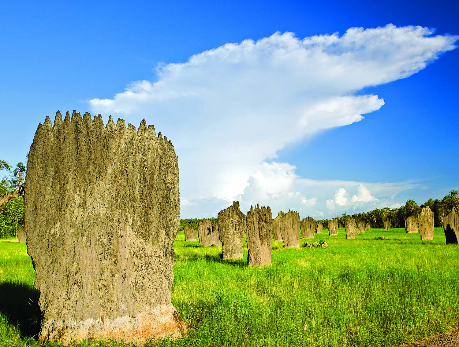 Magnetic Termite Mounds