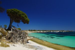 a tree that is on the side of a beach