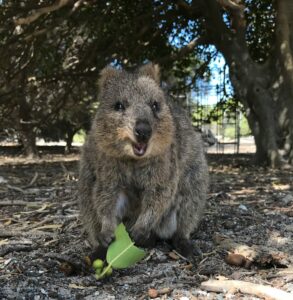 Quokka on Rottnest Island