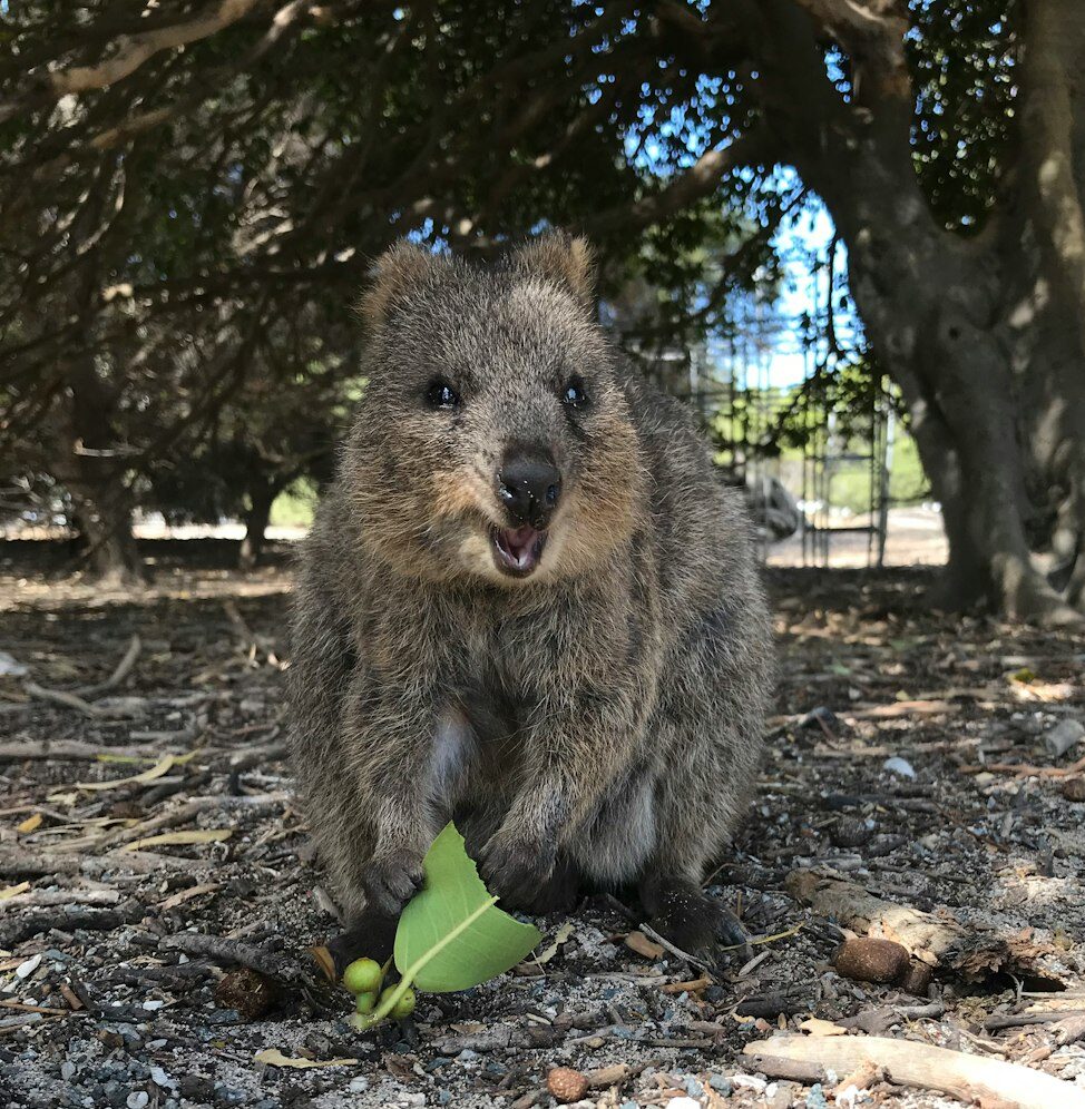 Quokka on Rottnest Island